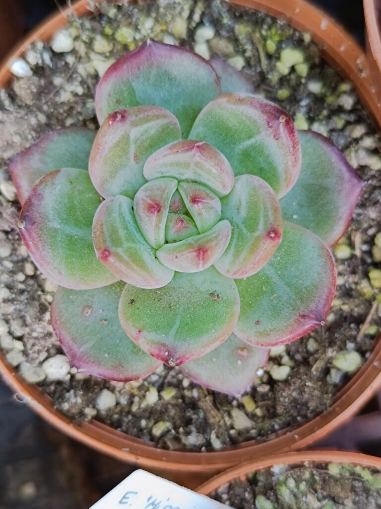 Siracactus-Succulente-Echeveria-miss-Hong-china.jpg