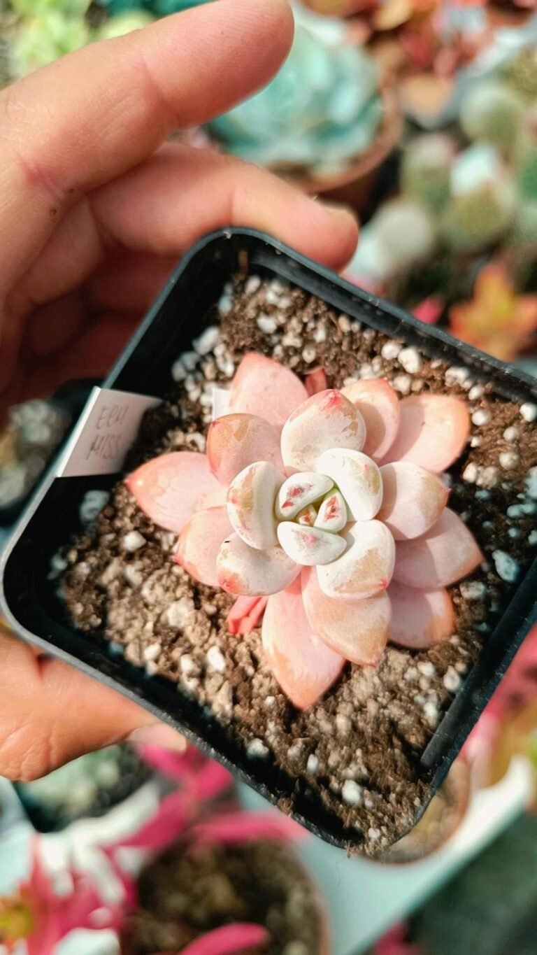 Siracactus-Succulente-Echeveria-miss-jin-korean-2.jpg