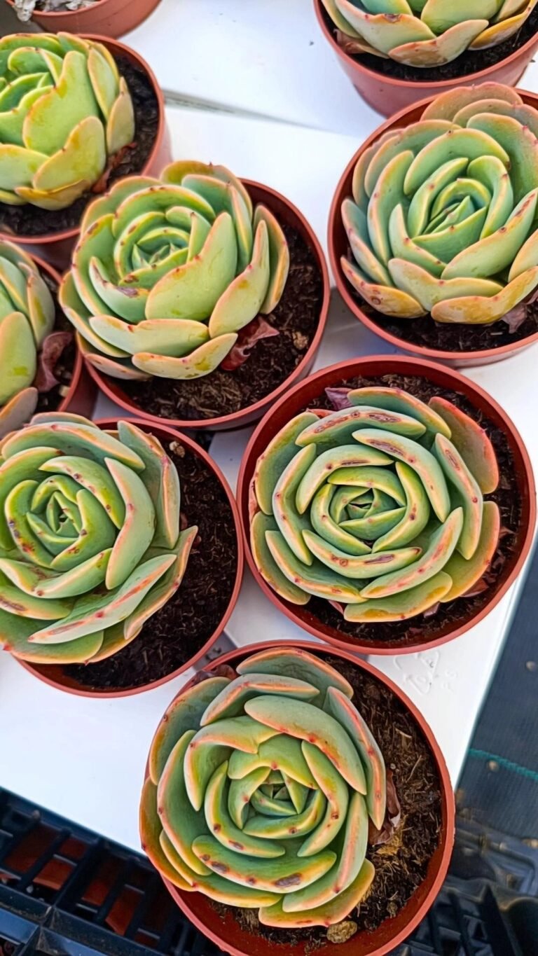 Siracactus-Succulente-Echeveria-mocha-2.jpg