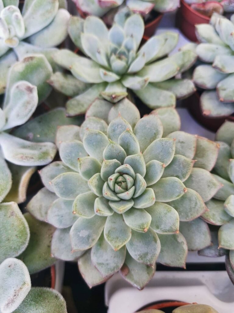 Siracactus-Succulente-Echeveria-morado.jpg