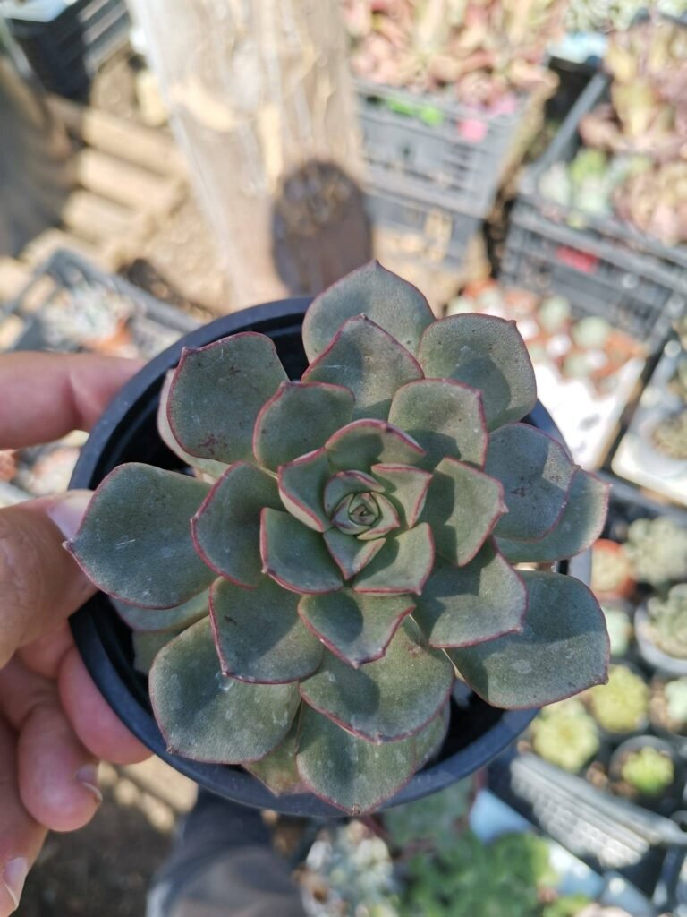 Siracactus-Succulente-Echeveria-moranii.jpg