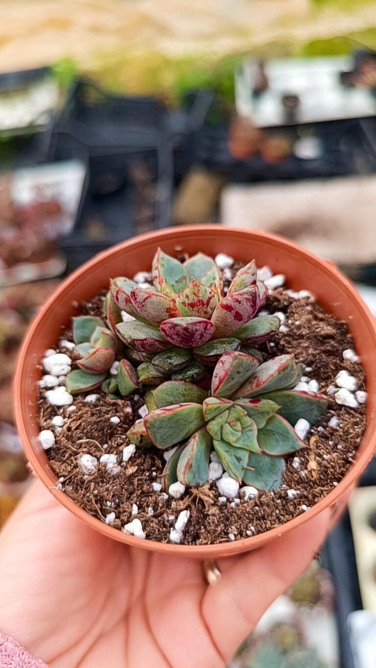 Siracactus-Succulente-Echeveria-nacre-1.jpg