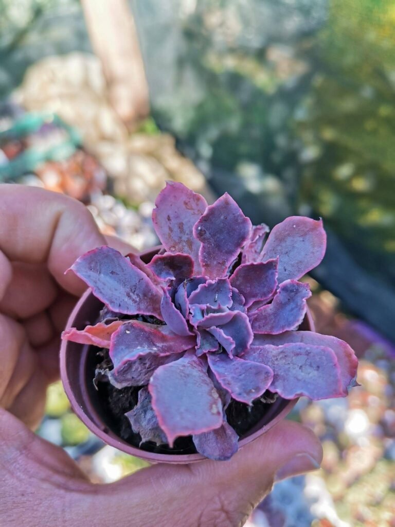 Siracactus-Succulente-Echeveria-neon-breakers-1-1.jpg