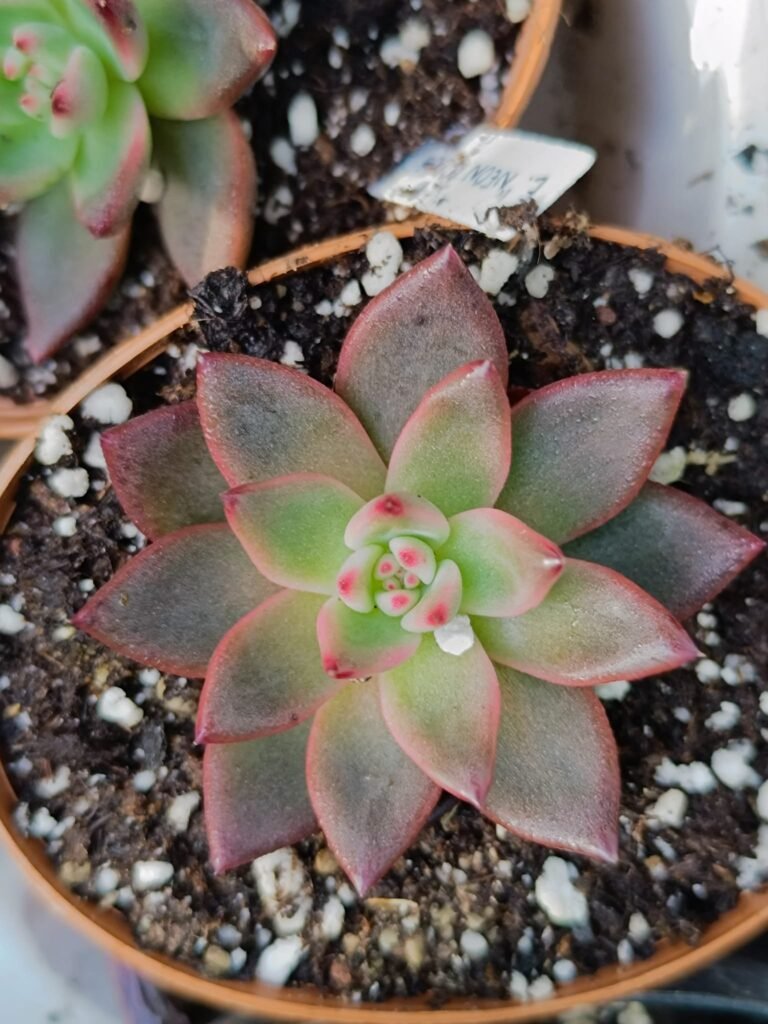 Siracactus-Succulente-Echeveria-neon-rouge-koreana-2.jpg