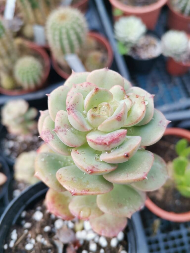 Siracactus-Succulente-Echeveria-nicksana-2-1.jpg