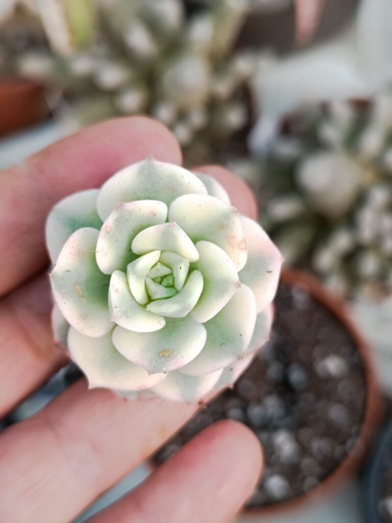 Siracactus-Succulente-Echeveria-nicksana-variegata-korean-2.jpg