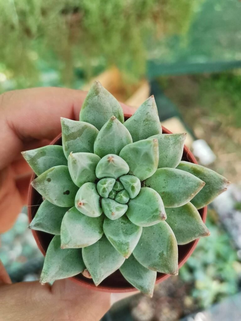 Siracactus-Succulente-Echeveria-night-cloud.jpg