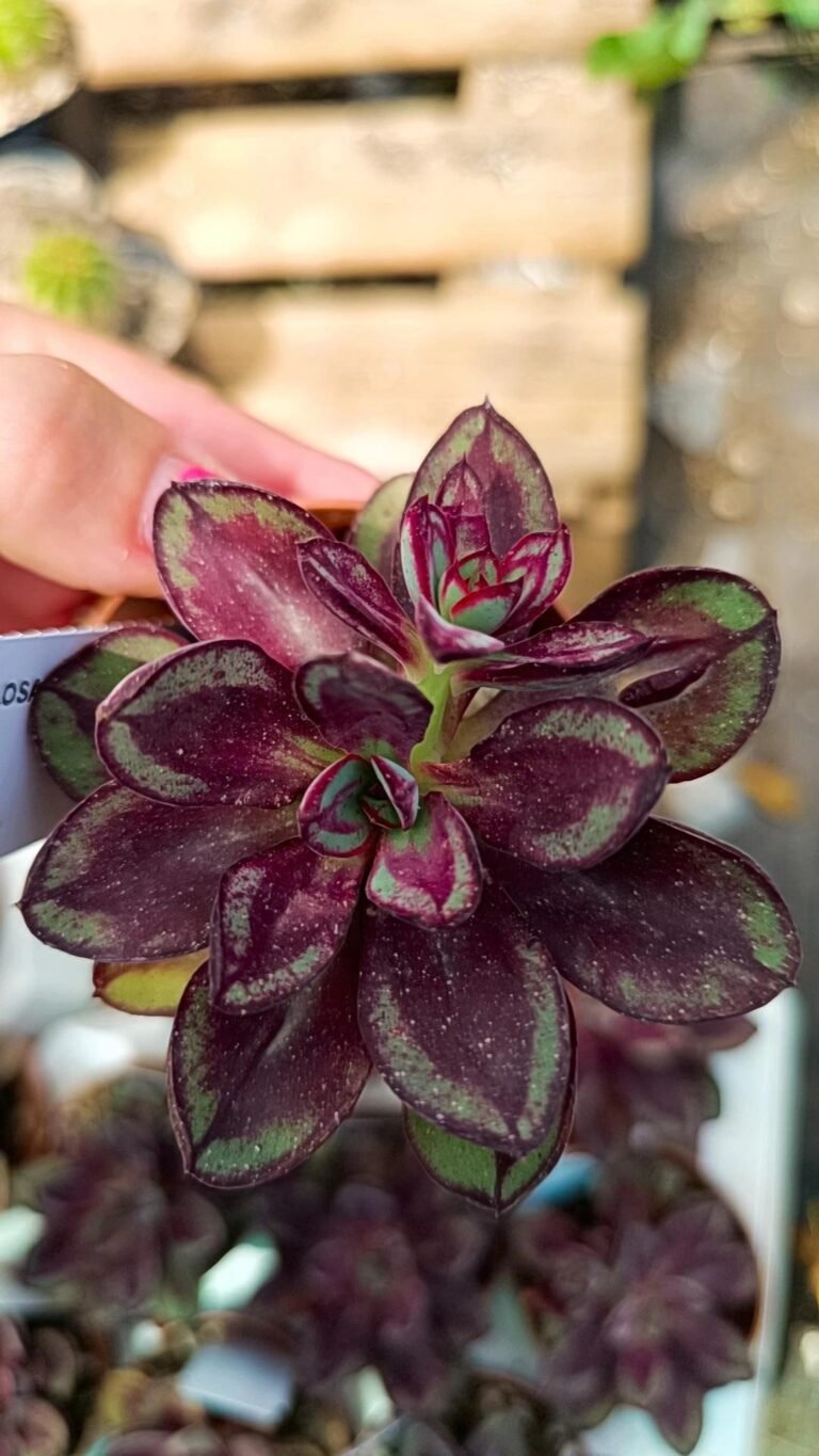 Siracactus-Succulente-Echeveria-nodulosa-2-1.jpg