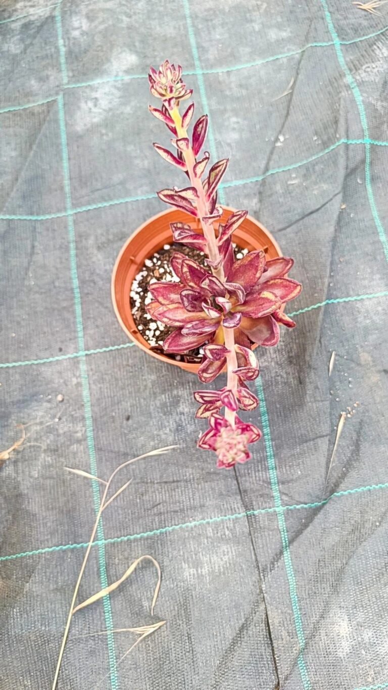 Siracactus-Succulente-Echeveria-nodulosa-maruba-benitsukasa-1.jpg