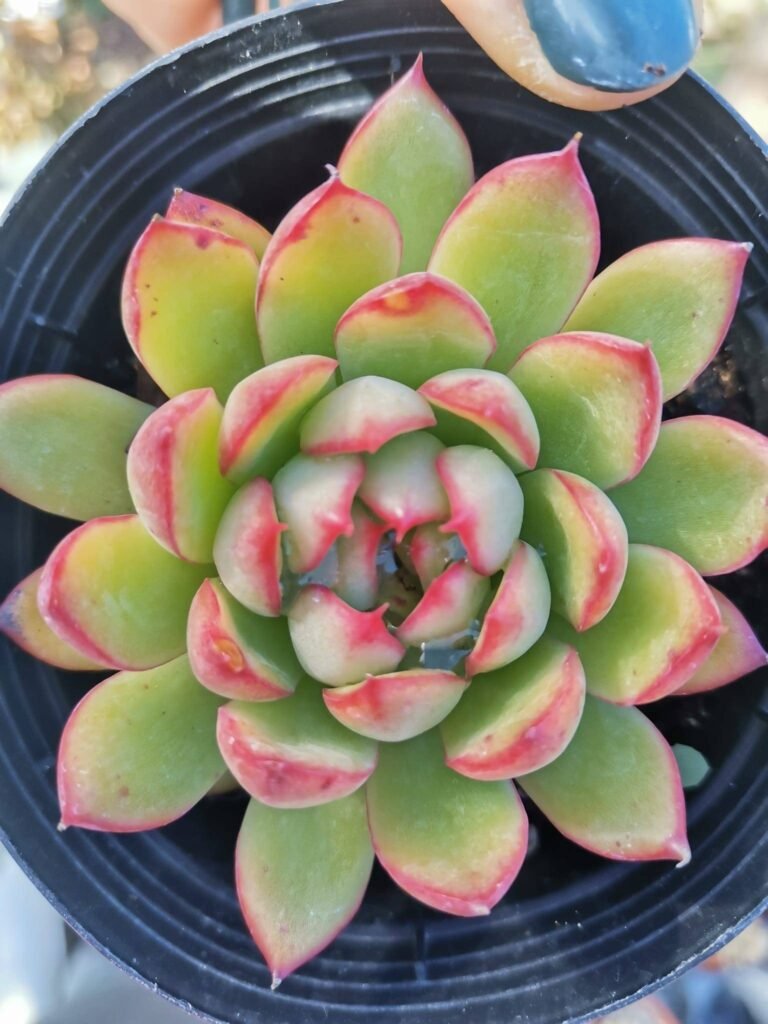 Siracactus-Succulente-Echeveria-nymphaea-wildfire-1.jpg