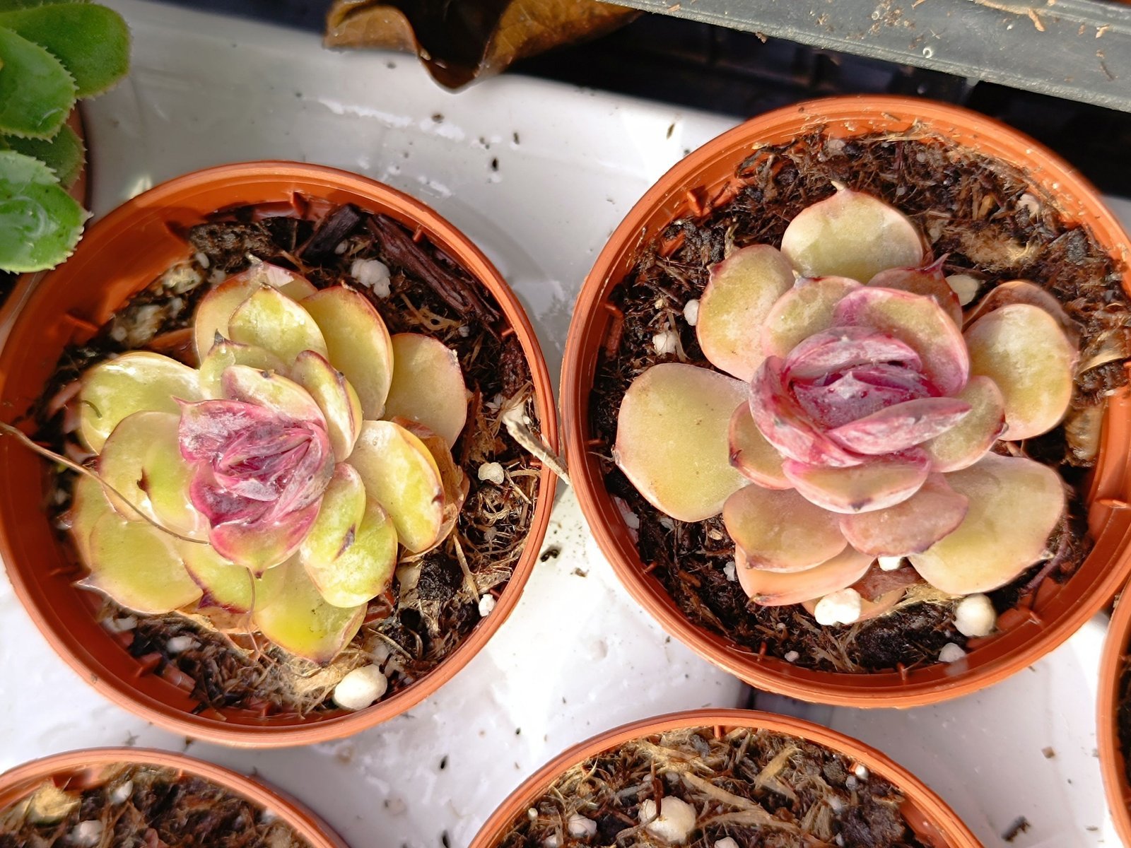 Siracactus-Succulente-Echeveria-onslow-1.jpg