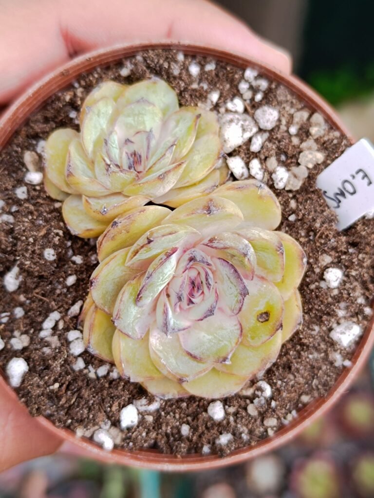 Siracactus-Succulente-Echeveria-onslow.jpg