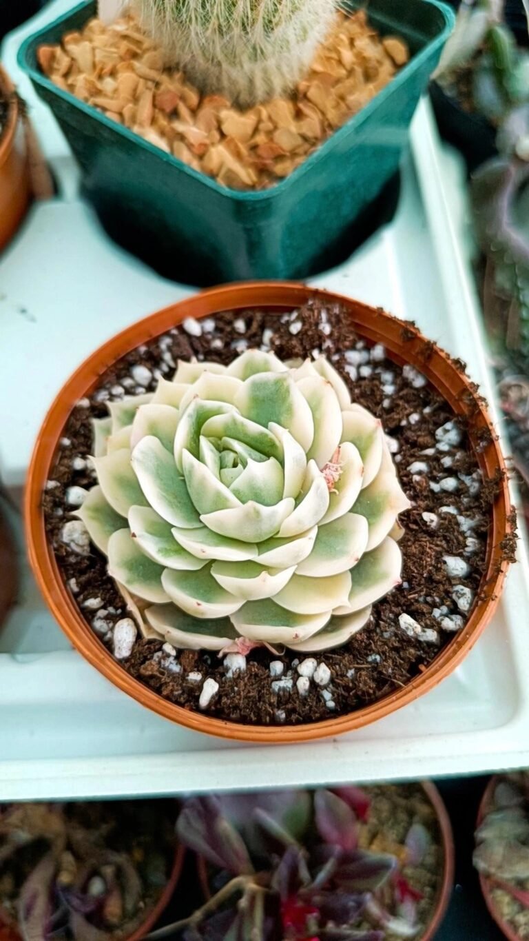 Siracactus-Succulente-Echeveria-onslow-Variegata-korean-1.jpg