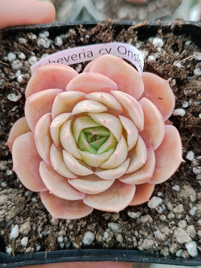 Siracactus-Succulente-Echeveria-onslow-korean-4.jpg