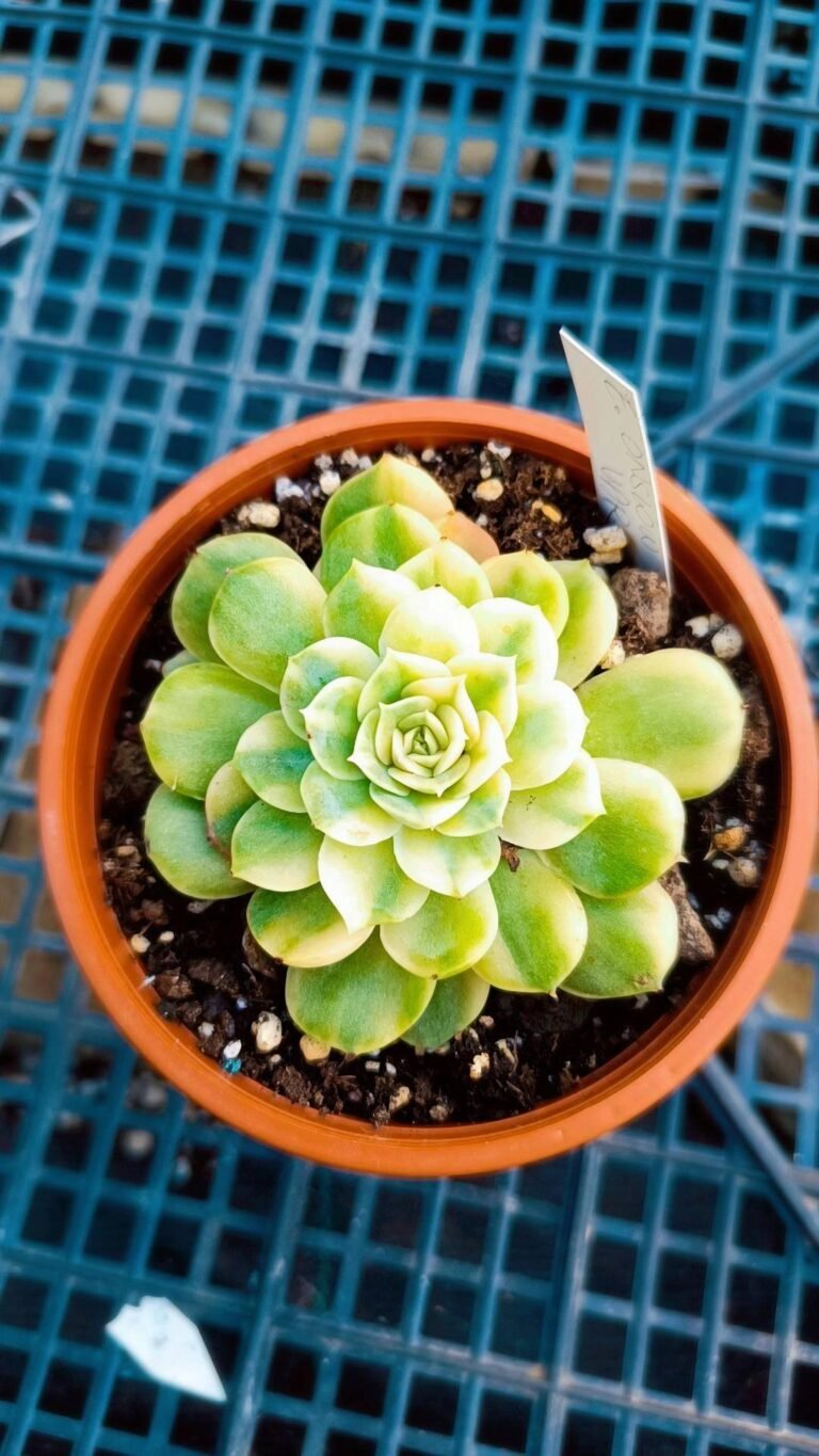 Siracactus-Succulente-Echeveria-onslow-yellow-Variegata-korean.jpg