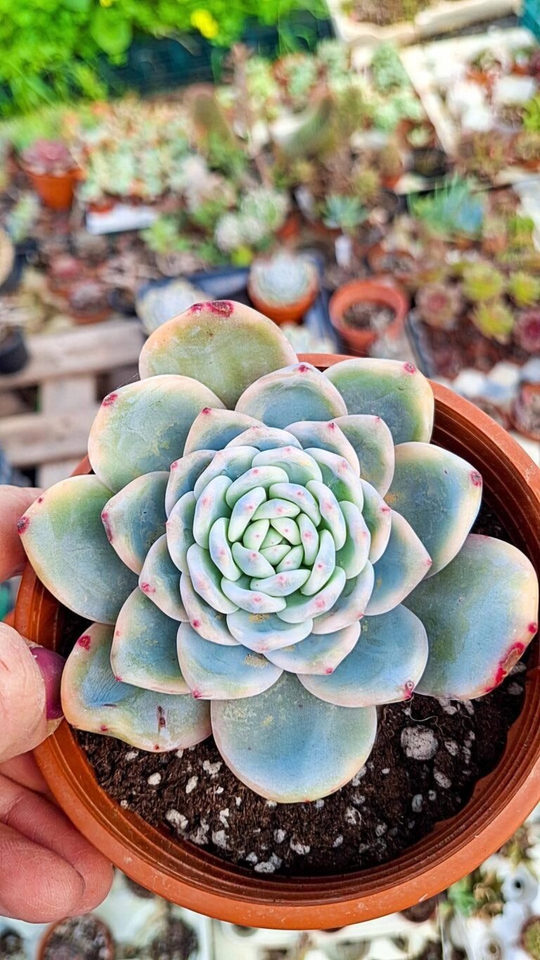 Siracactus-Succulente-Echeveria-orange-Monroe-Variegata-korean-2.jpg