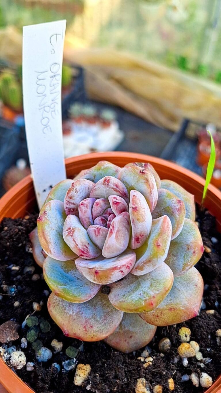 Siracactus-Succulente-Echeveria-orange-monroe-korean-1.jpg