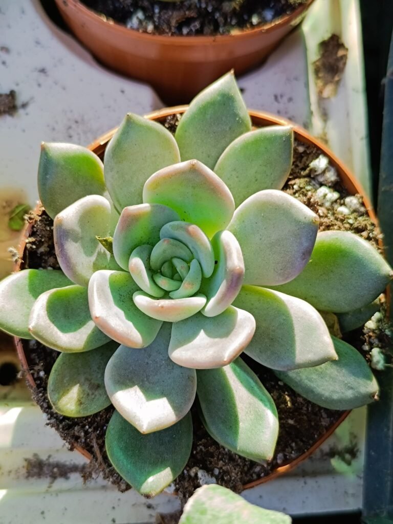 Siracactus-Succulente-Echeveria-orient-1.jpg