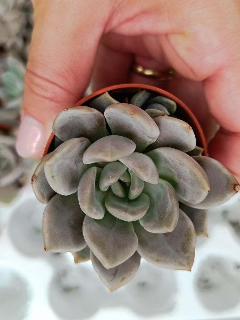 Siracactus-Succulente-Echeveria-orient.jpg
