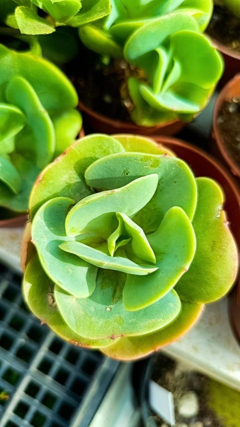 Siracactus-Succulente-Echeveria-pallida-1.jpg
