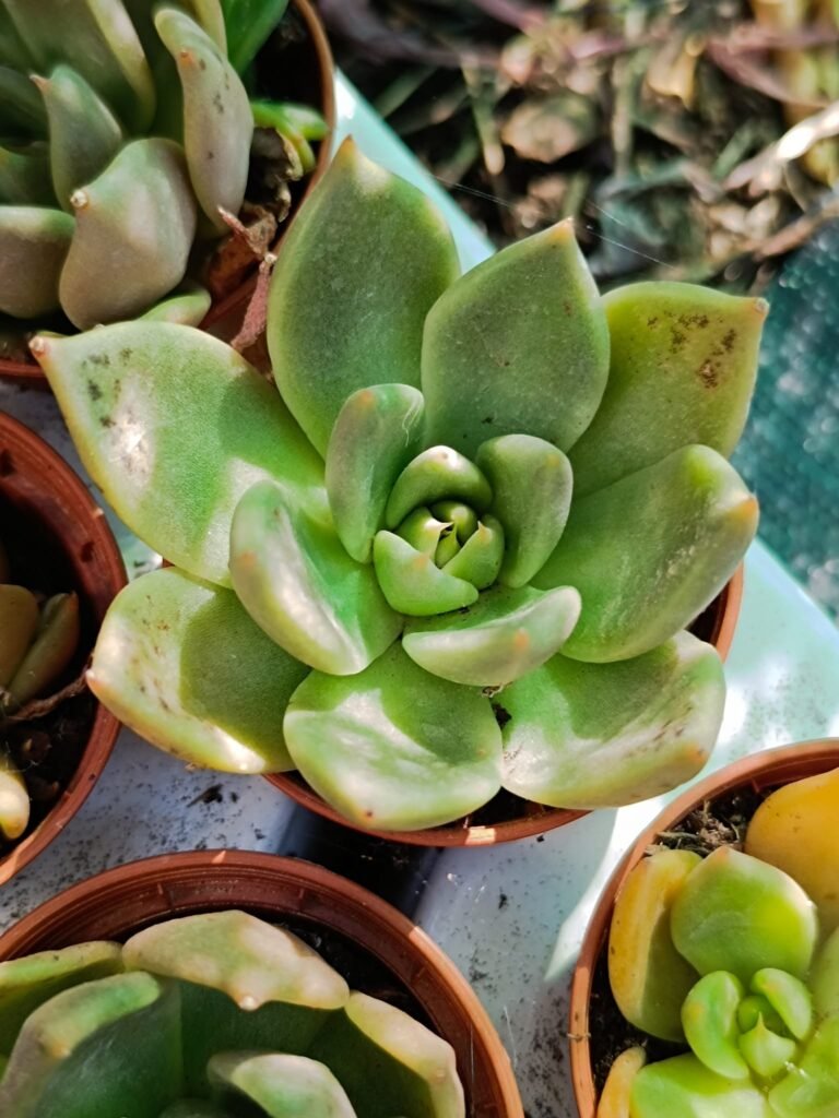 Siracactus-Succulente-Echeveria-penelope-2-1.jpg