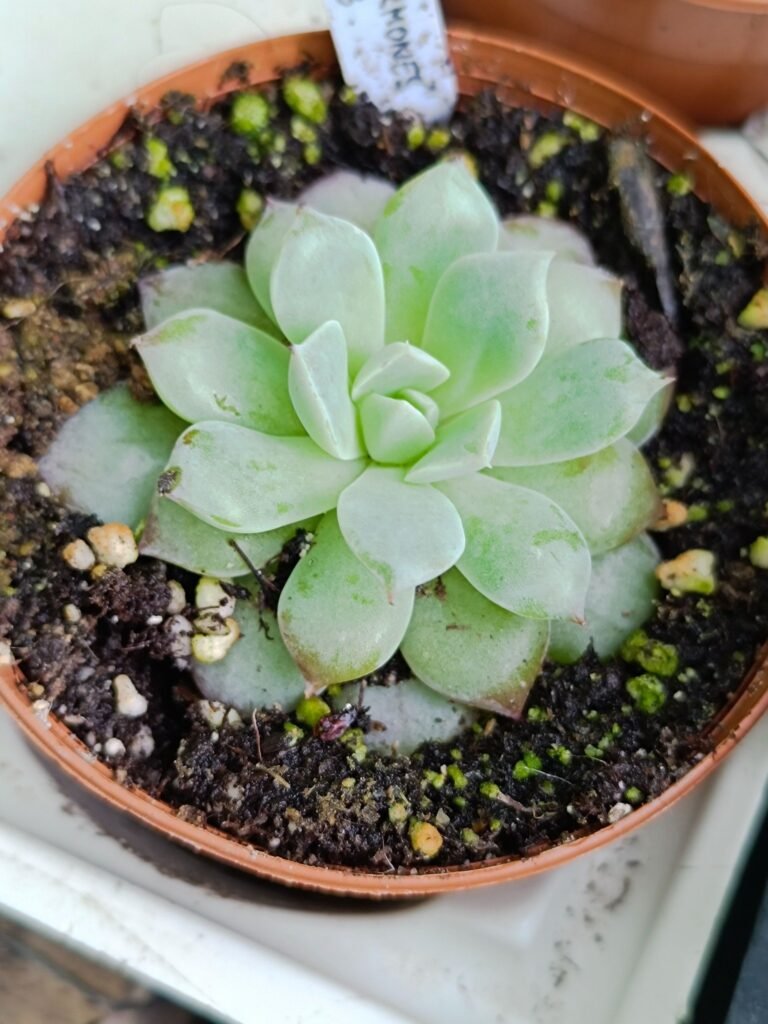 Siracactus-Succulente-Echeveria-pheromone-korean.jpg