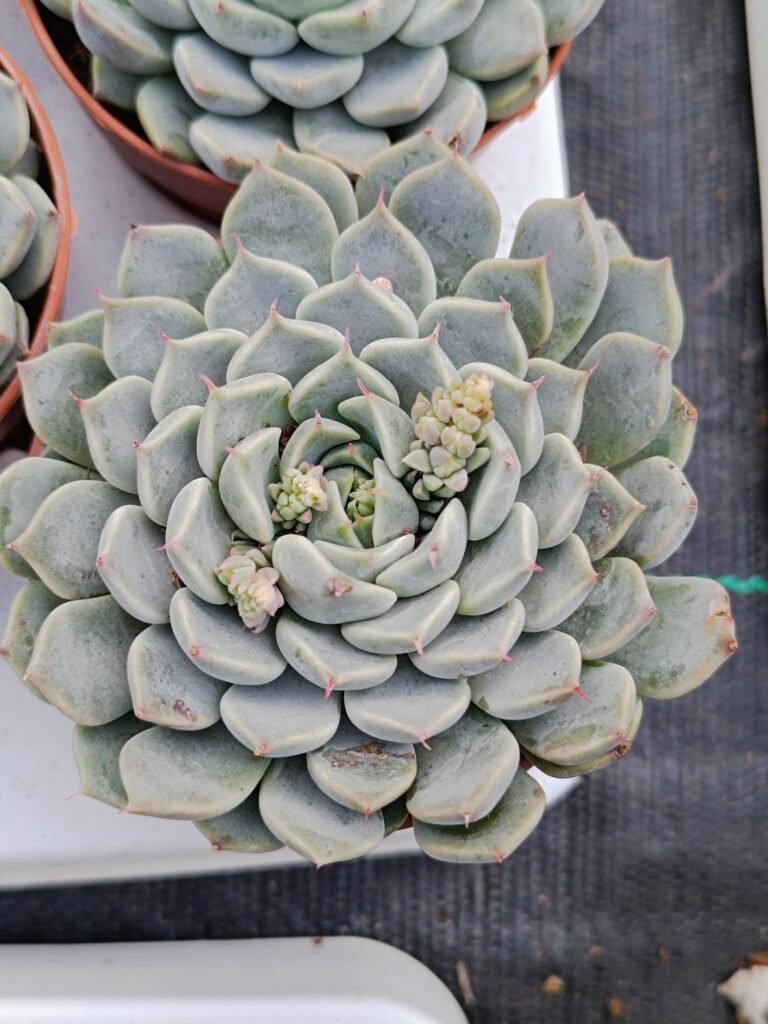 Siracactus-Succulente-Echeveria-pinwheel-tuxpan.jpg