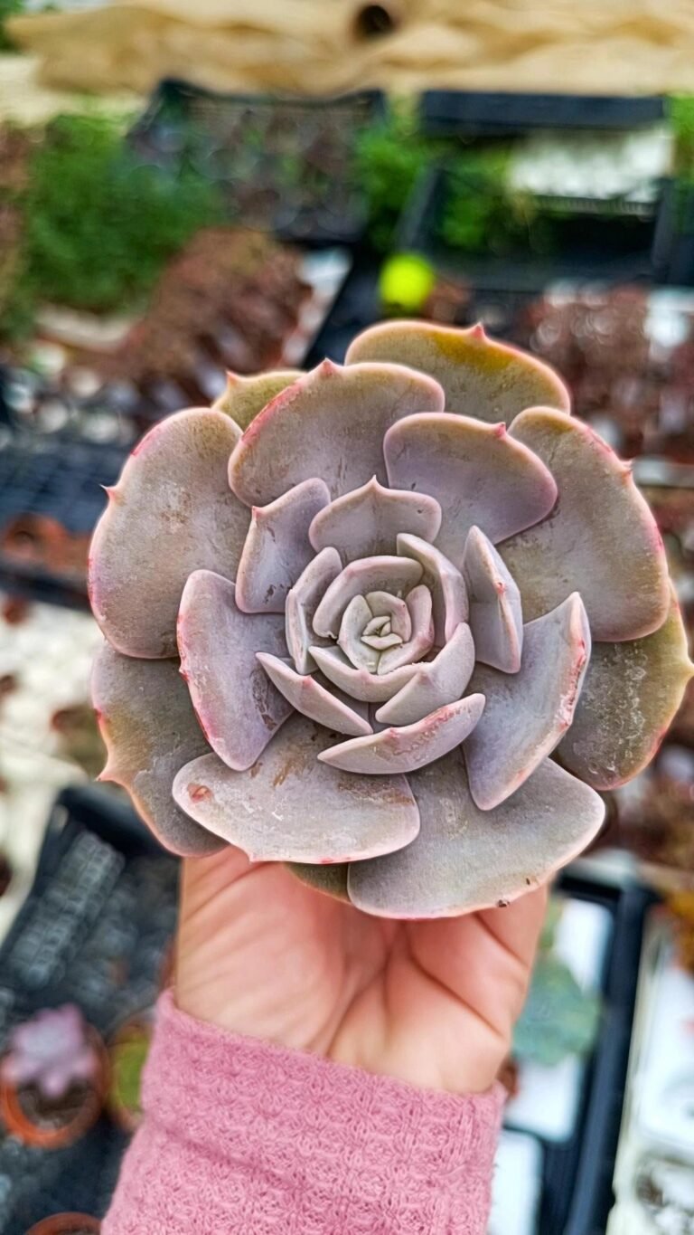 Siracactus-Succulente-Echeveria-pollux.jpg