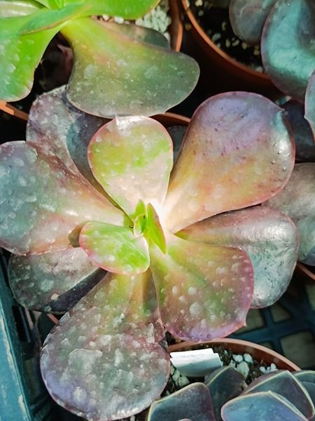 Siracactus-Succulente-Echeveria-primadonna.jpg