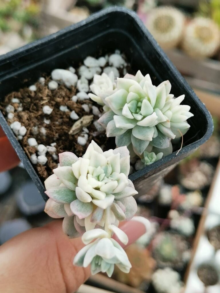 Siracactus-Succulente-Echeveria-prolifica-variegata.jpg