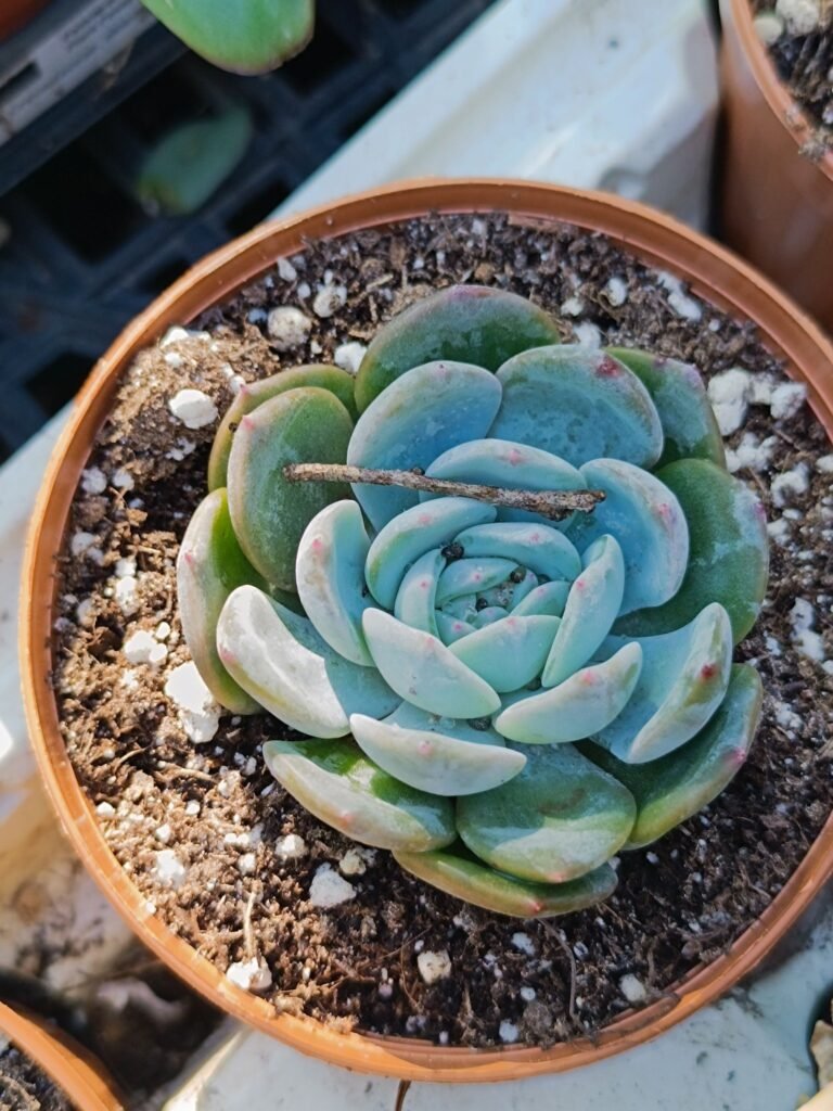 Siracactus-Succulente-Echeveria-pulidonis-x-Monroe-2.jpg