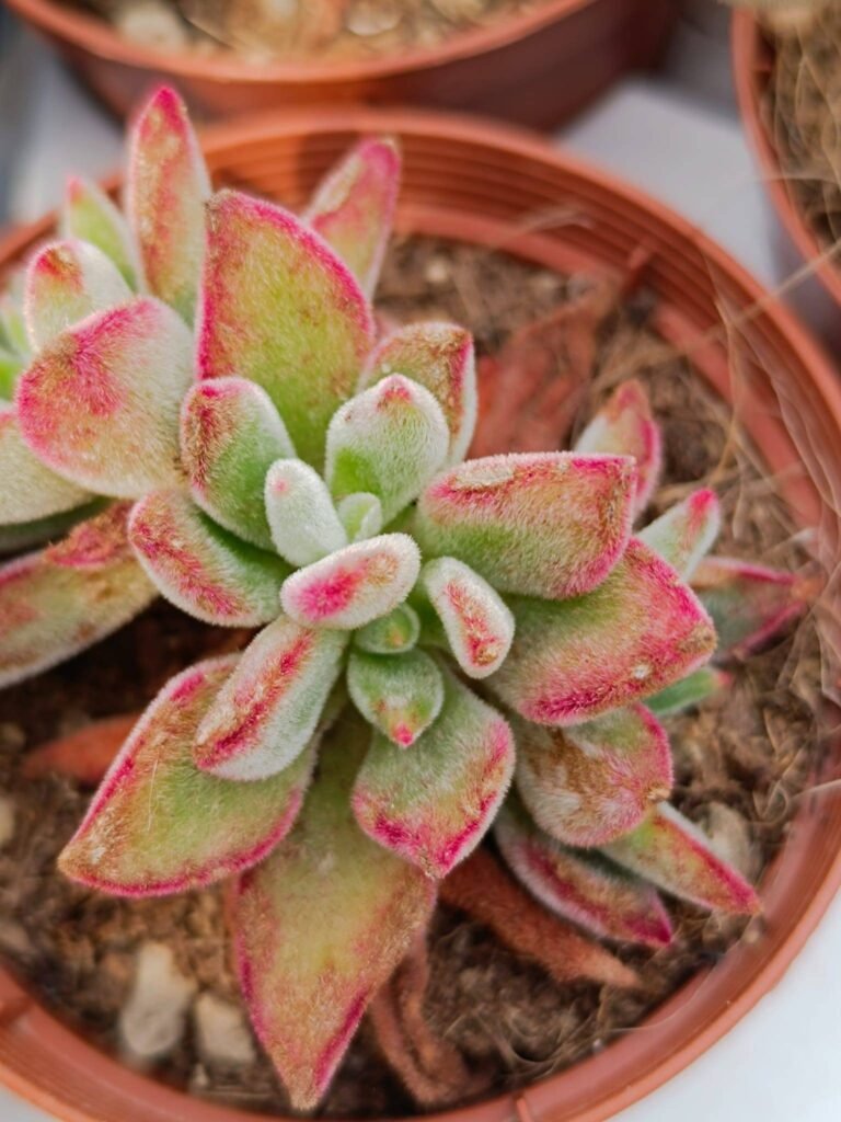 Siracactus-Succulente-Echeveria-pulvinata.jpg