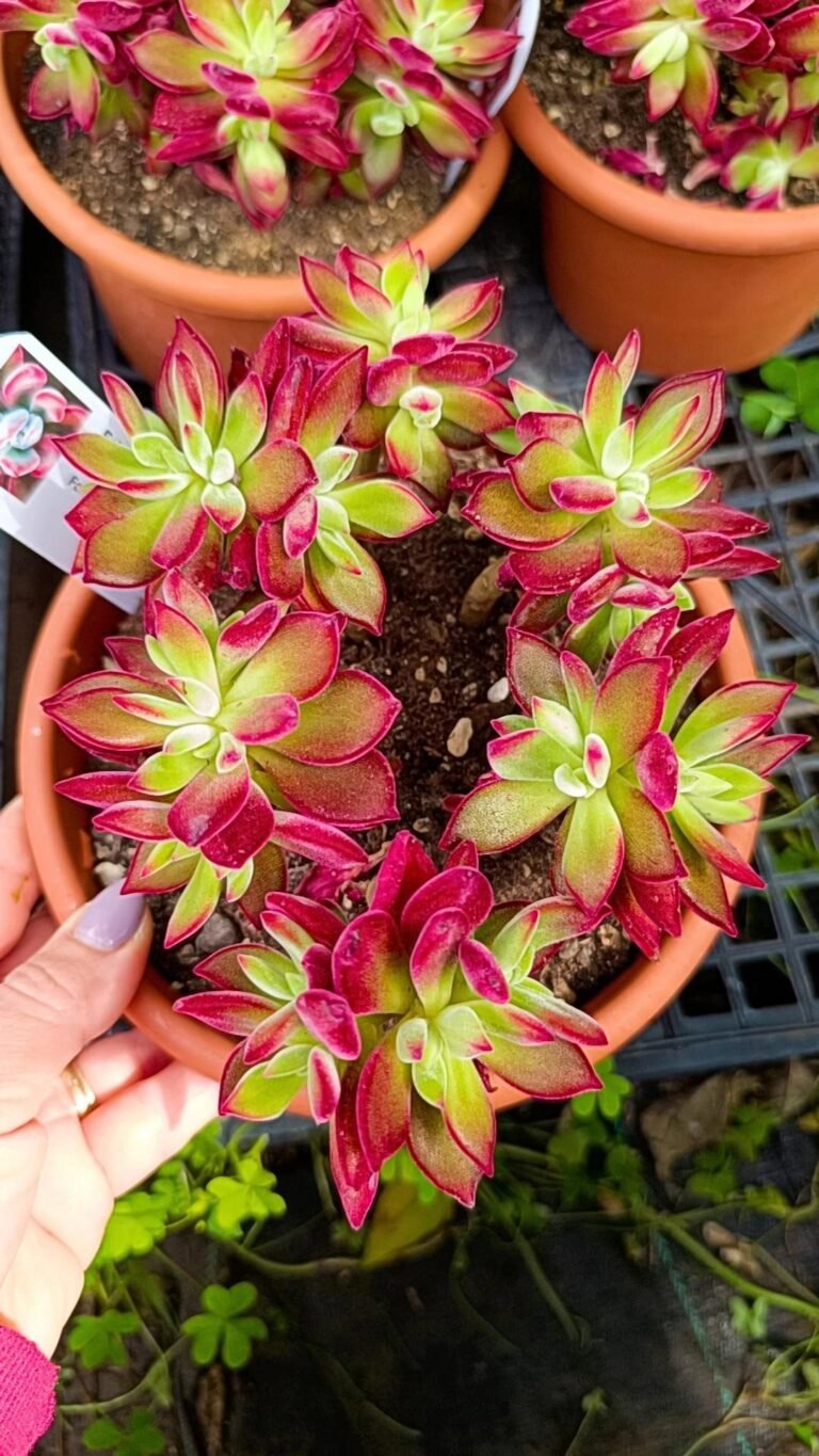 Siracactus-Succulente-Echeveria-pulvinata-devotion-big-2.jpg