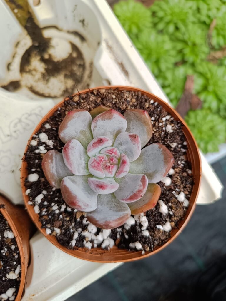 Siracactus-Succulente-Echeveria-purple-look-koren.jpg