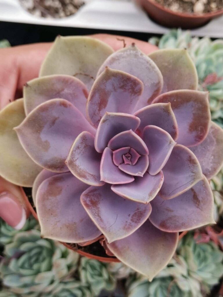 Siracactus-Succulente-Echeveria-purple-pearl.jpg