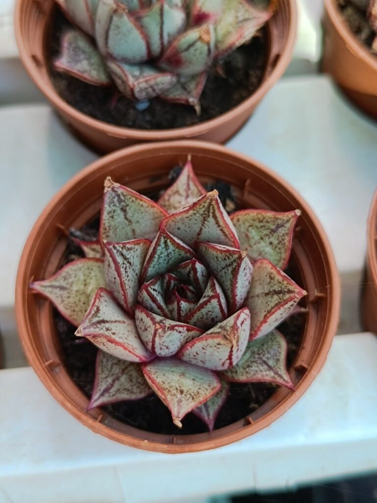 Siracactus-Succulente-Echeveria-purpusorum-white-form.jpg