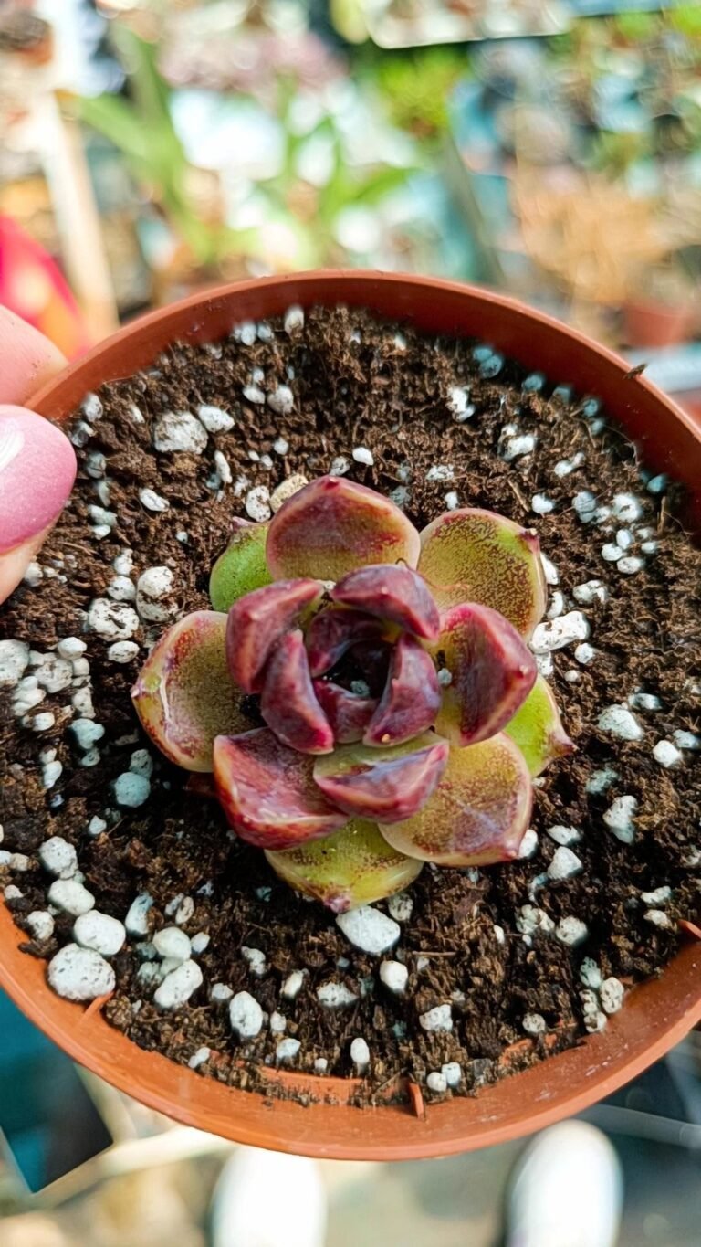 Siracactus-Succulente-Echeveria-pushke-korean.jpg