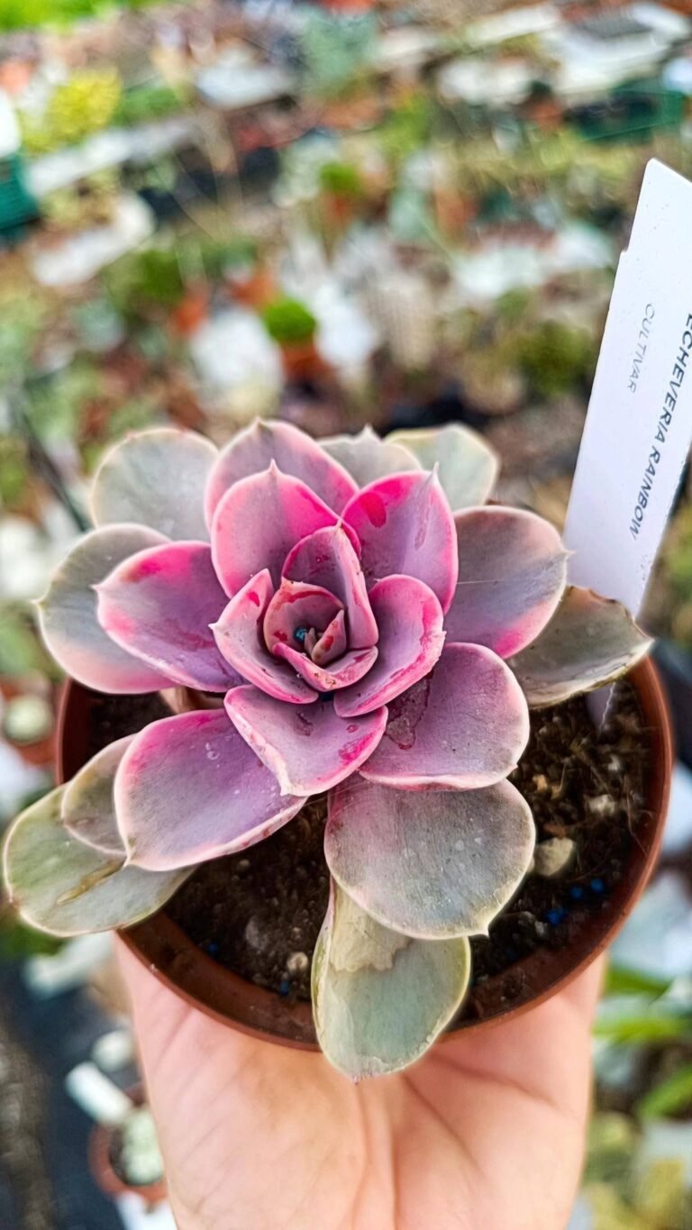 Siracactus-Succulente-Echeveria-rainbow-perla-di-Norimberga-variegata-1.jpg