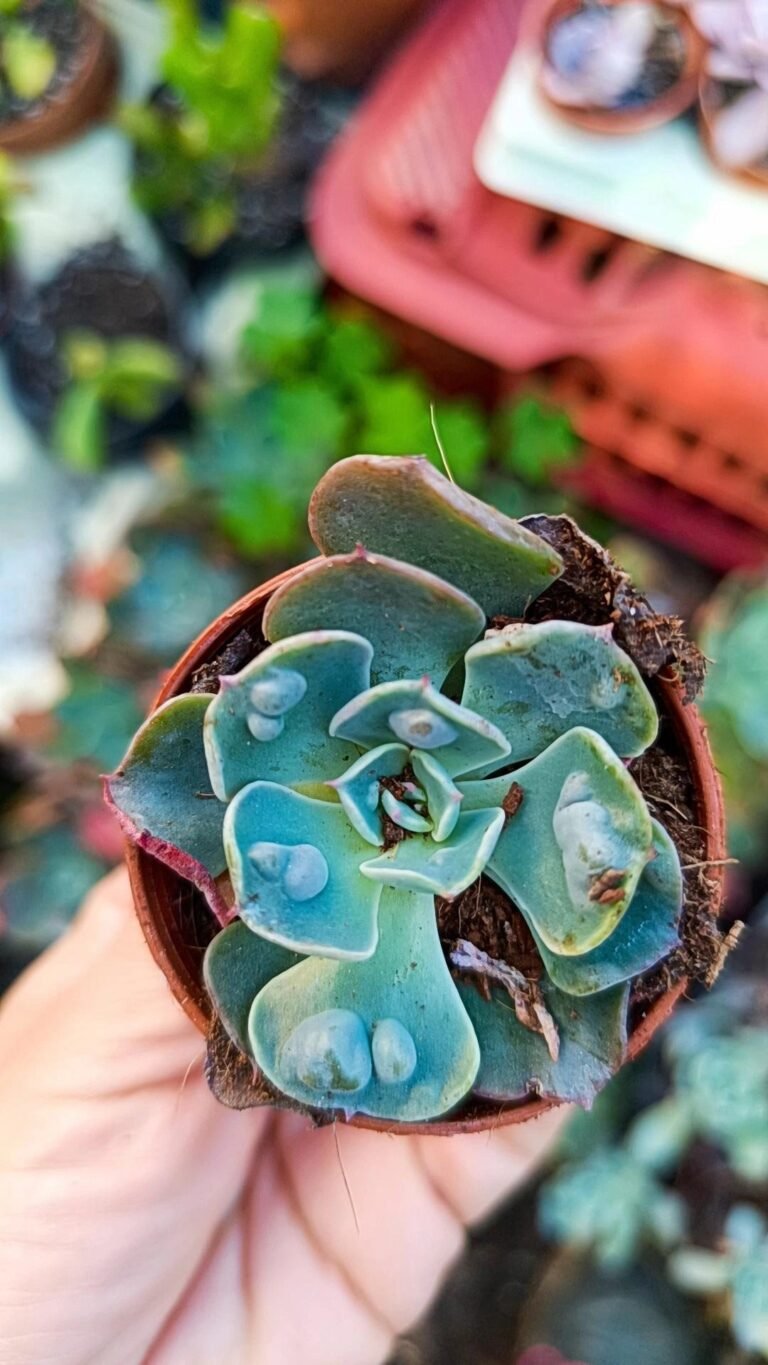 Siracactus-Succulente-Echeveria-raindrops-2.jpg