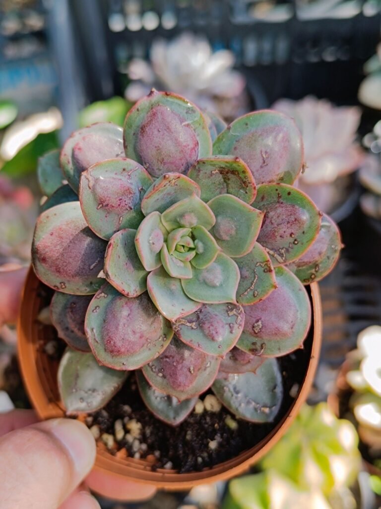 Siracactus-Succulente-Echeveria-raindrops-3.jpg