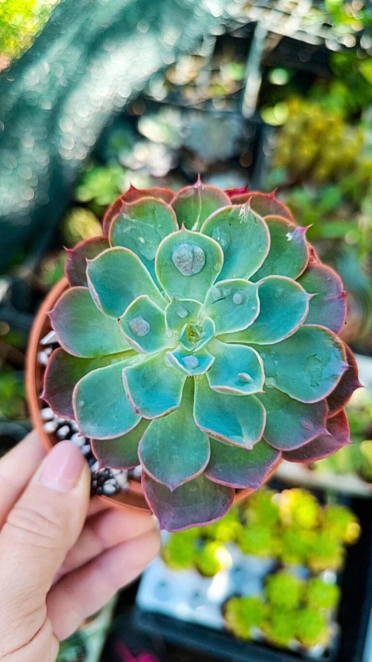 Siracactus-Succulente-Echeveria-raindrops.jpg