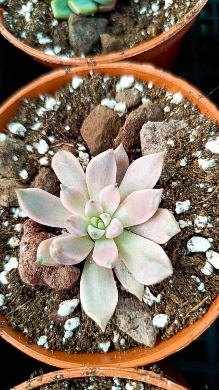 Siracactus-Succulente-Echeveria-red-diamond-variegata-korean-1.jpg