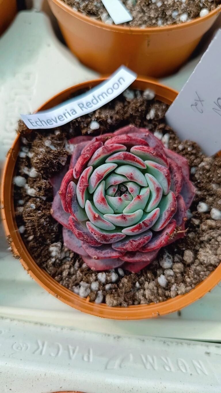 Siracactus-Succulente-Echeveria-redmoon-korean-2.jpg