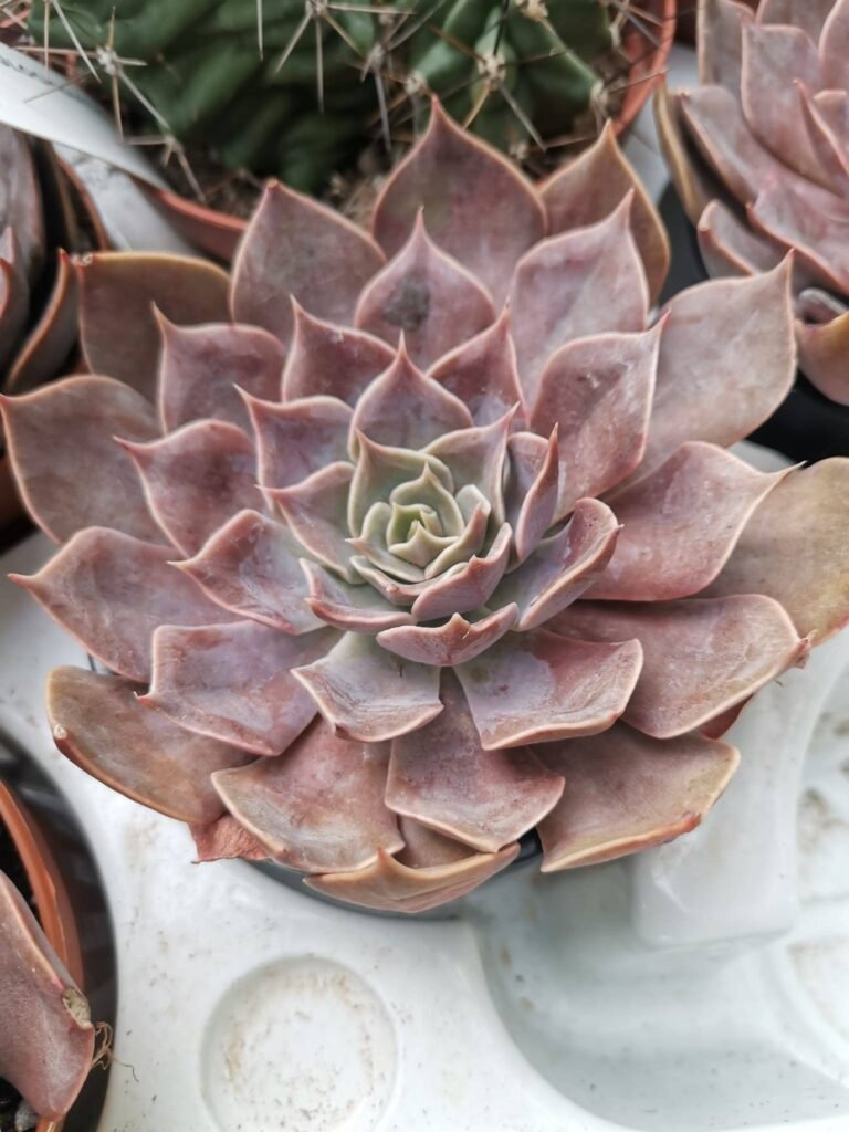 Siracactus-Succulente-Echeveria-rejoice.jpg