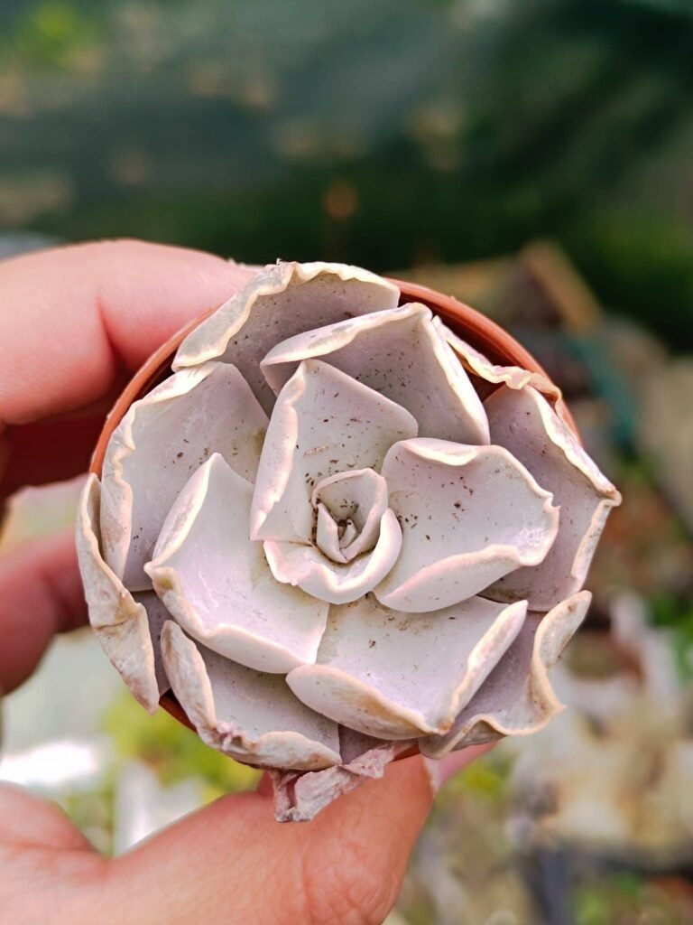 Siracactus-Succulente-Echeveria-rodolfi-x-botero.jpg