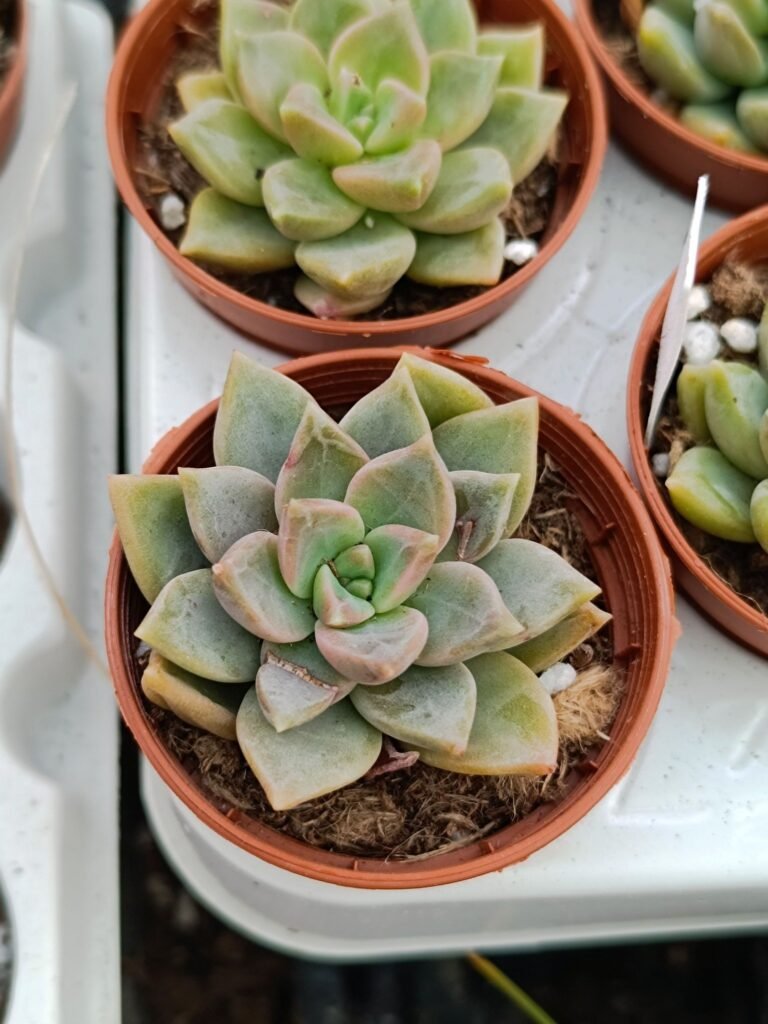 Siracactus-Succulente-Echeveria-roulette.jpg