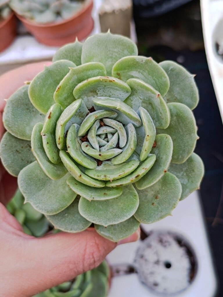 Siracactus-Succulente-Echeveria-runyonii-san-Carlos.jpg