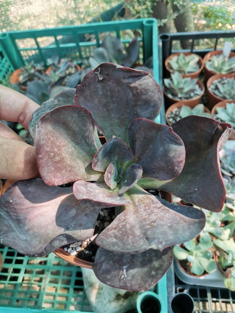 Siracactus-Succulente-Echeveria-saigon.jpg