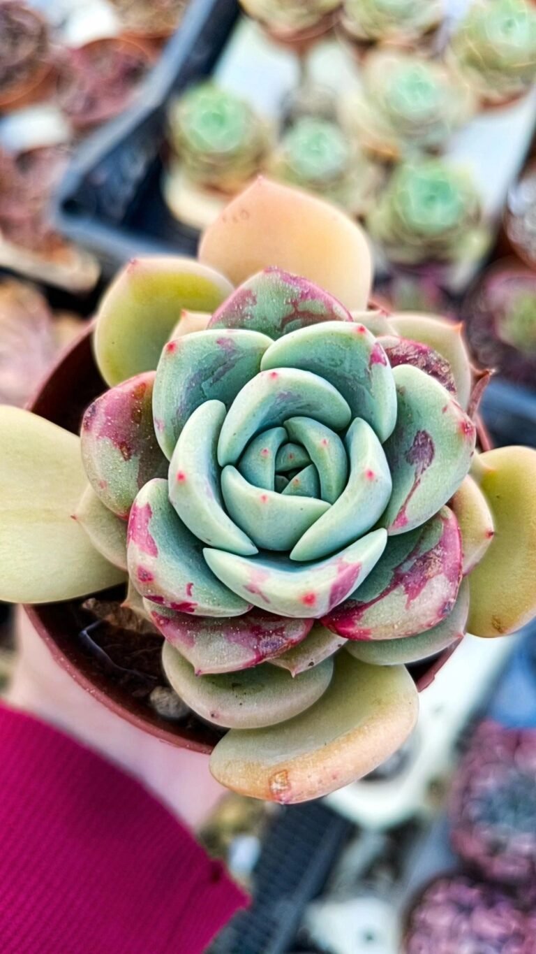 Siracactus-Succulente-Echeveria-salmon-2.jpg
