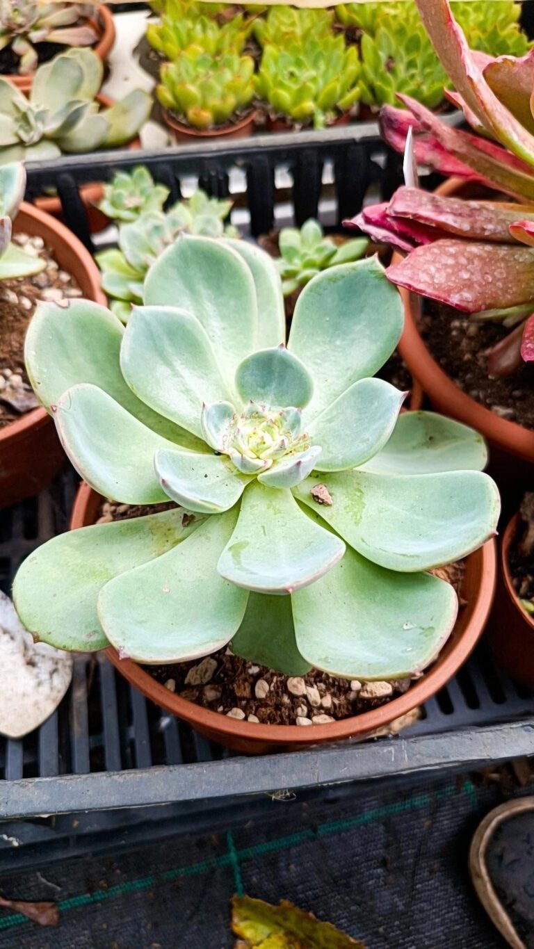 Siracactus-Succulente-Echeveria-salmon.jpg